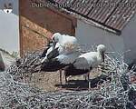 Capi_Dubne_20260710_143003.jpg