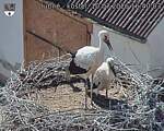 Capi_Dubne_20260710_164003.jpg