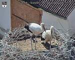 Capi_Dubne_20260710_165503.jpg