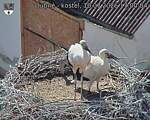 Capi_Dubne_20260710_170004.jpg