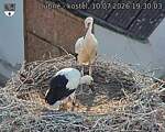 Capi_Dubne_20260710_193003.jpg