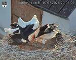 Capi_Dubne_20260710_200503.jpg