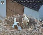 Capi_Dubne_20260710_203003.jpg