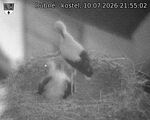 Capi_Dubne_20260710_215502.jpg