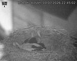 Capi_Dubne_20260710_224502.jpg