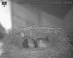 Capi_Dubne_20260712_011003.jpg
