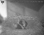 Capi_Dubne_20260712_020002.jpg