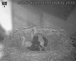Capi_Dubne_20260712_022003.jpg