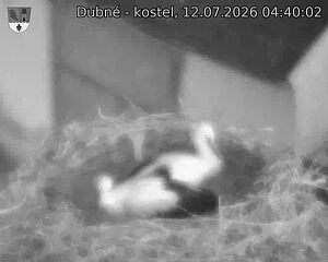 Capi_Dubne_20260712_044002.jpg (1350&nbsp;x&nbsp;1080)