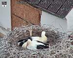 Capi_Dubne_20260712_051004.jpg
