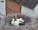 Capi_Dubne_20260712_052004.jpg