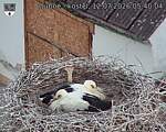 Capi_Dubne_20260712_054004.jpg
