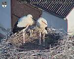 Capi_Dubne_20260712_062504.jpg