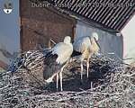 Capi_Dubne_20260712_064004.jpg