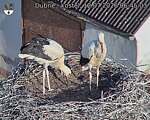 Capi_Dubne_20260712_064503.jpg