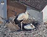 Capi_Dubne_20260712_065004.jpg