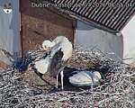 Capi_Dubne_20260712_065504.jpg