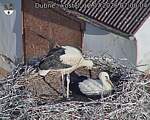Capi_Dubne_20260712_070004.jpg