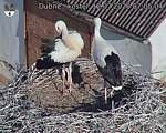 Capi_Dubne_20260712_070504.jpg