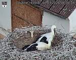 Capi_Dubne_20260712_080004.jpg