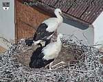 Capi_Dubne_20260712_081504.jpg
