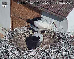Capi_Dubne_20260712_082003.jpg (1350&nbsp;x&nbsp;1080)