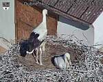 Capi_Dubne_20260712_082503.jpg