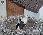 Capi_Dubne_20260712_090004.jpg