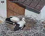 Capi_Dubne_20260712_093004.jpg