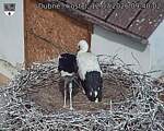 Capi_Dubne_20260712_094002.jpg