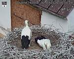 Capi_Dubne_20260712_100004.jpg