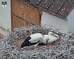 Capi_Dubne_20260712_103502.jpg