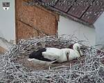 Capi_Dubne_20260712_104003.jpg