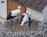 Capi_Dubne_20260712_105004.jpg