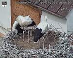 Capi_Dubne_20260712_105504.jpg