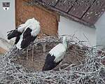 Capi_Dubne_20260712_110002.jpg