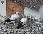 Capi_Dubne_20260712_111004.jpg