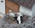Capi_Dubne_20260712_111503.jpg