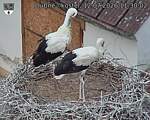 Capi_Dubne_20260712_113002.jpg