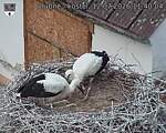 Capi_Dubne_20260712_114004.jpg
