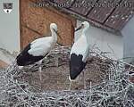 Capi_Dubne_20260712_115003.jpg