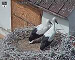 Capi_Dubne_20260712_120003.jpg