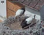 Capi_Dubne_20260712_120504.jpg