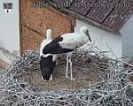 Capi_Dubne_20260712_122002.jpg