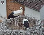 Capi_Dubne_20260712_125004.jpg