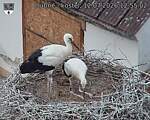 Capi_Dubne_20260712_125502.jpg