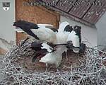 Capi_Dubne_20260712_133002.jpg