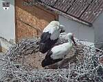 Capi_Dubne_20260712_135002.jpg