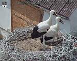 Capi_Dubne_20260712_143504.jpg