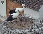 Capi_Dubne_20260712_150002.jpg